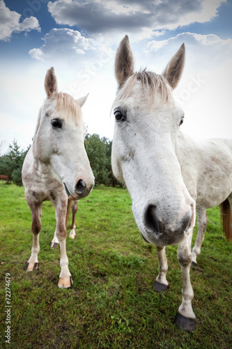 Fototapeta Naklejka Na Ścianę i Meble -  Wide angle picture of two horses, shallow depth of field.