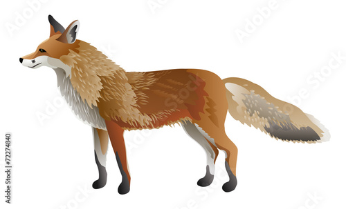 Red fox isolated