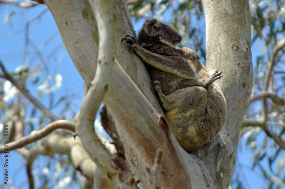 Koala sleep on a tree