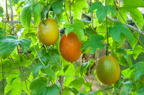 Gac fruit, Baby Jackfruit