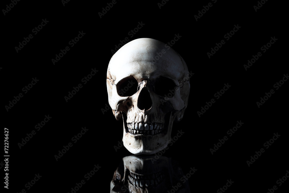 Realistic model of a human skull with teeth Realistic model of a human skull with teeth