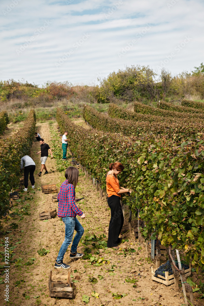 Fototapeta premium Workers In Vineyard