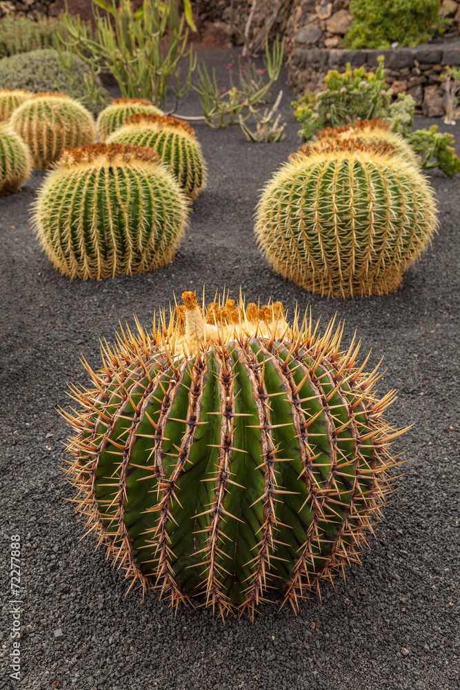 Cactus Cactus