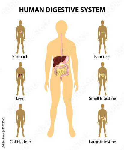Digestive System. organs highlighted on the silhouette of a huma