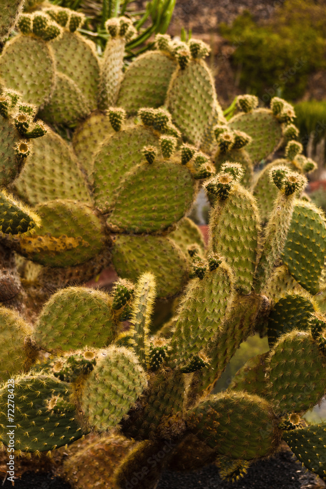 Cactus Cactus