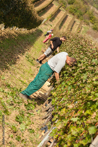 Workers In Vineyard