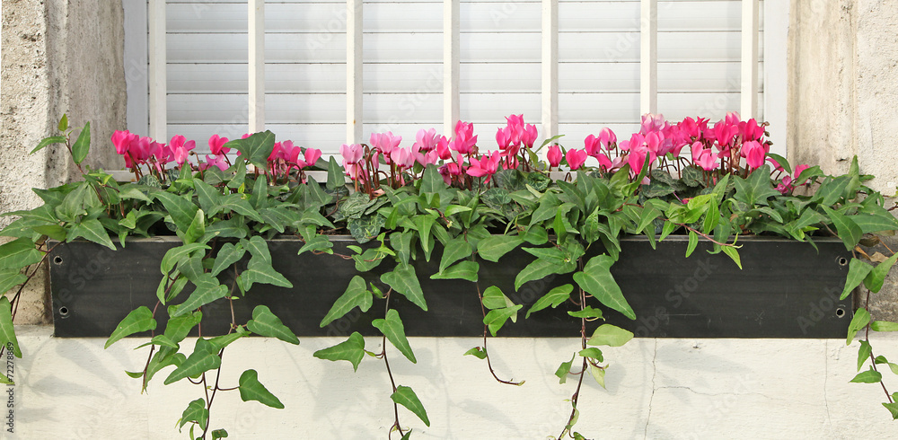 Obraz premium jardinière de cyclamens et lierre