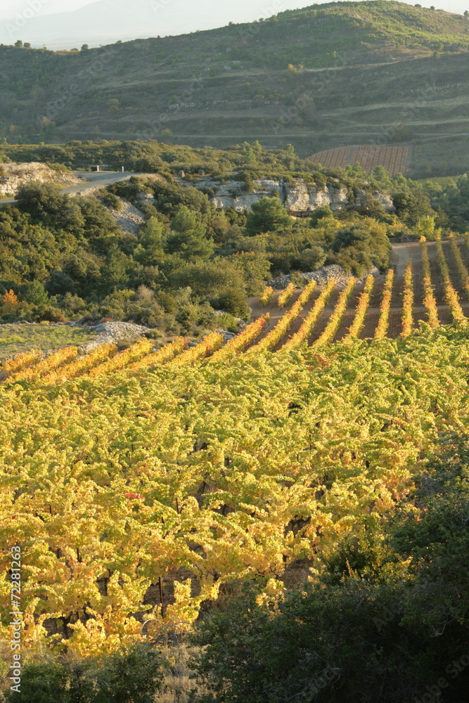 Fototapeta premium Vigne dans le minervois,Languedoc