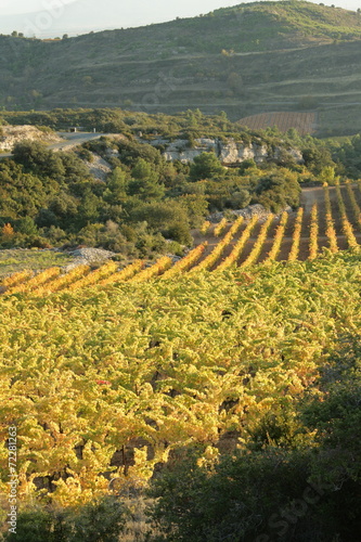 Vigne dans le minervois,Languedoc photo