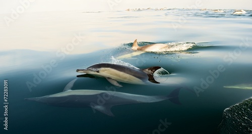Dolphins, swimming in the ocean © Uryadnikov Sergey