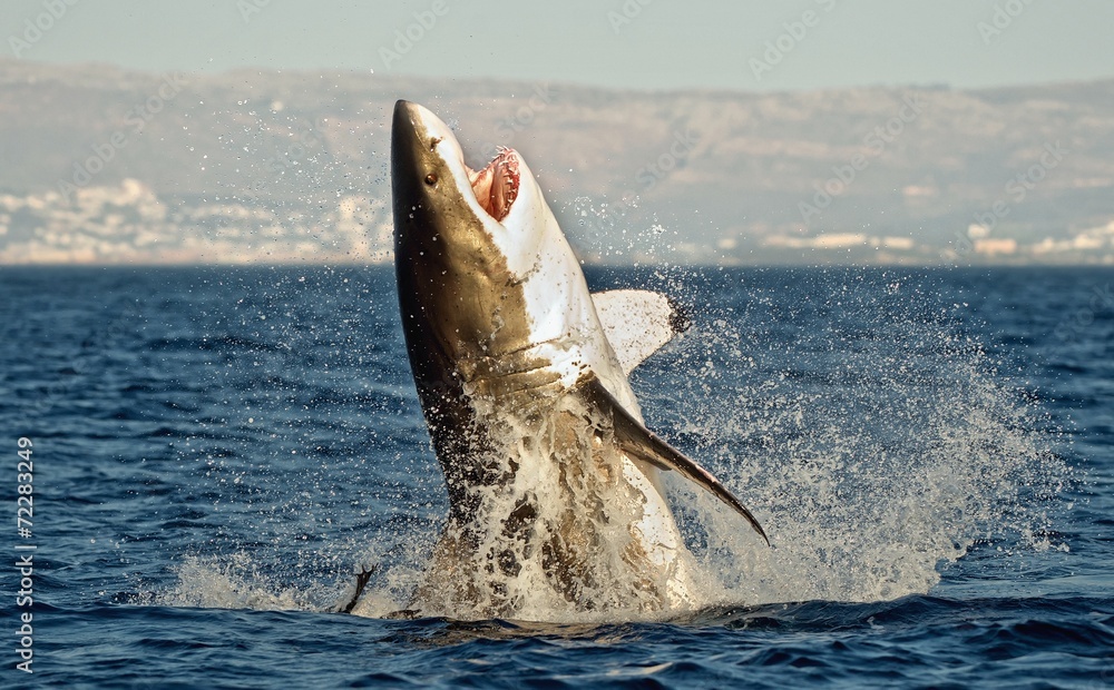 Fototapeta premium Great White Shark (Carcharodon carcharias) in an attack 
