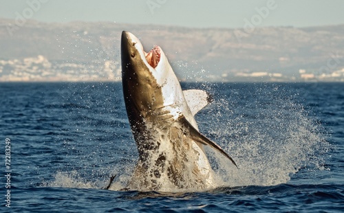 Great White Shark (Carcharodon carcharias) in an attack 
