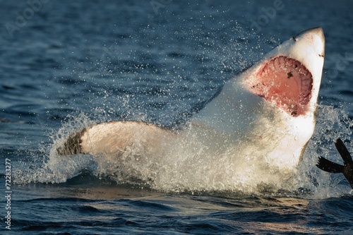 Great White Shark (Carcharodon carcharias) in an attack 