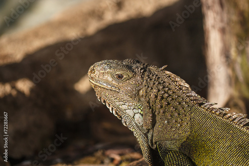 Green iguana © patcharaporn1984