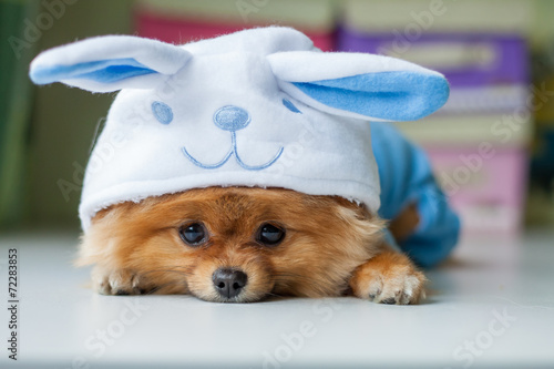 Pomeranian puppy in a funny bunny suit