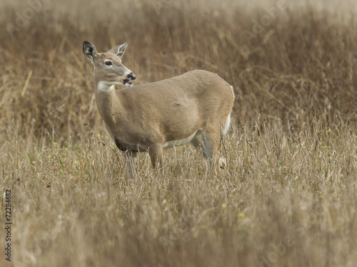 Deer in the refuge. © Gregory Johnston