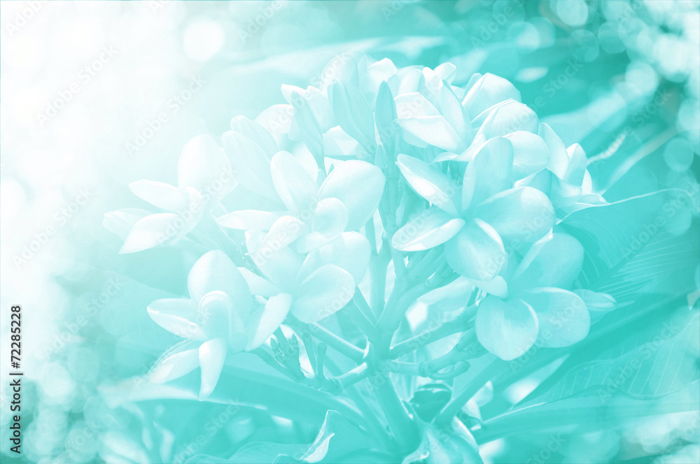 Fototapeta premium soft focus of beautiful flowers on tree with color filters