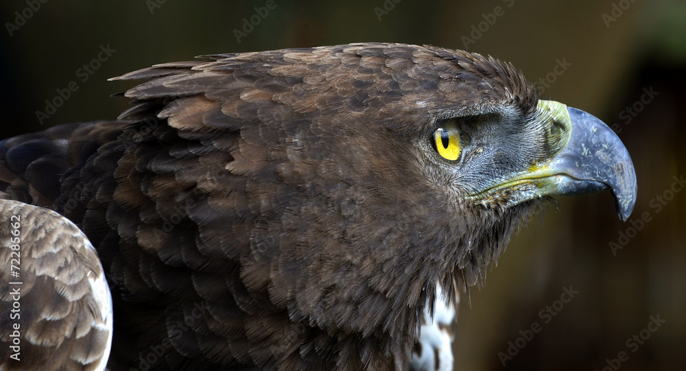 Fototapeta premium Close-up photo of a Martial Eagle.