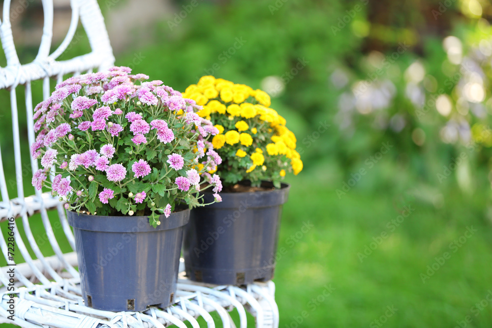 Yellow and lilac flowers in pots Yellow and lilac flowers in pots