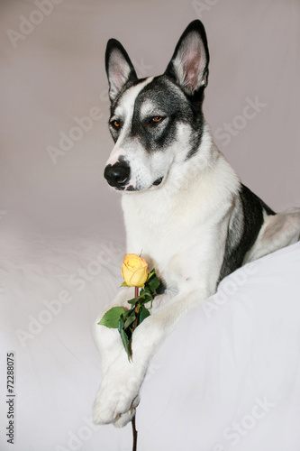 Malamute with Yellow Rose