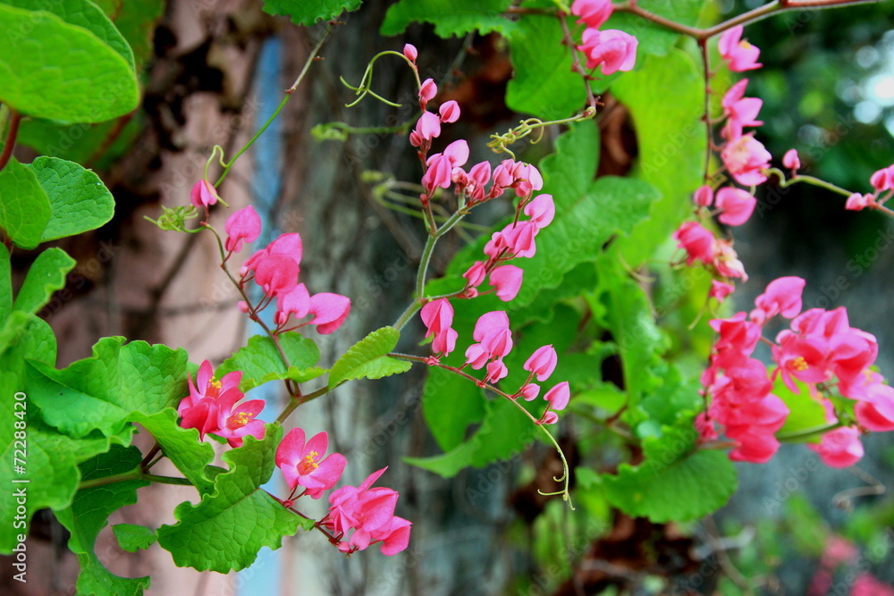Flower varieties, but it has its own beauty. Flower varieties, but it has its own beauty.