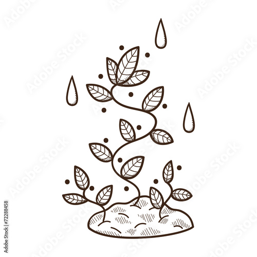 Plant growing in the ground.