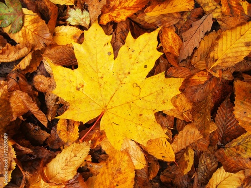 Autumn park ground with colorful carpet. Big bright leaf