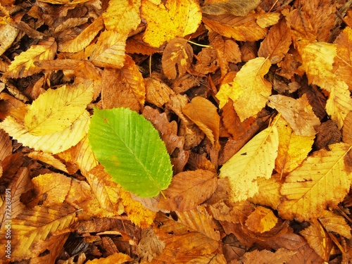Autumn park ground with colorful carpet. Big bright leaf