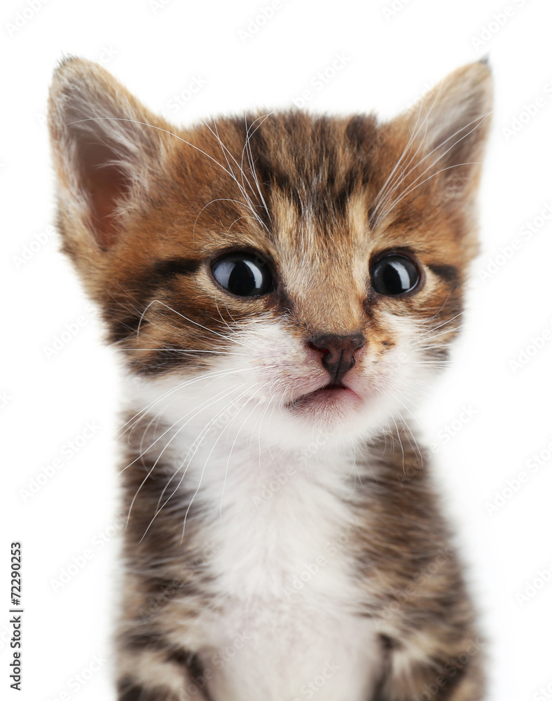 Obraz premium Cute little kitten, isolated on white