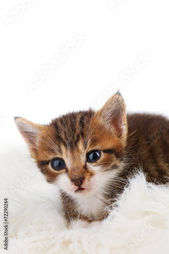 Fototapeta Naklejka Na Ścianę i Meble -  Cute little kitten on fur rug