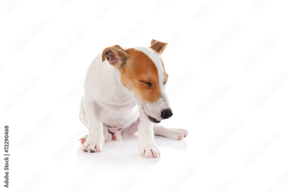 Jack russell terrier