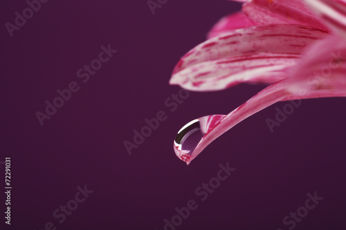 Fototapeta Naklejka Na Ścianę i Meble -  Water drop on purple flower on dark background