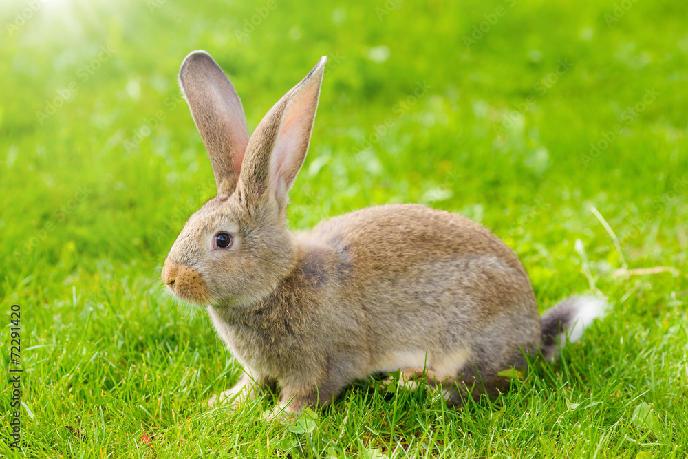 Brown rabbit Brown rabbit