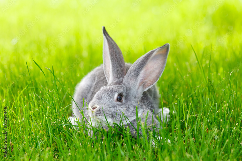 Naklejka premium Gray rabbit hiding in green grass