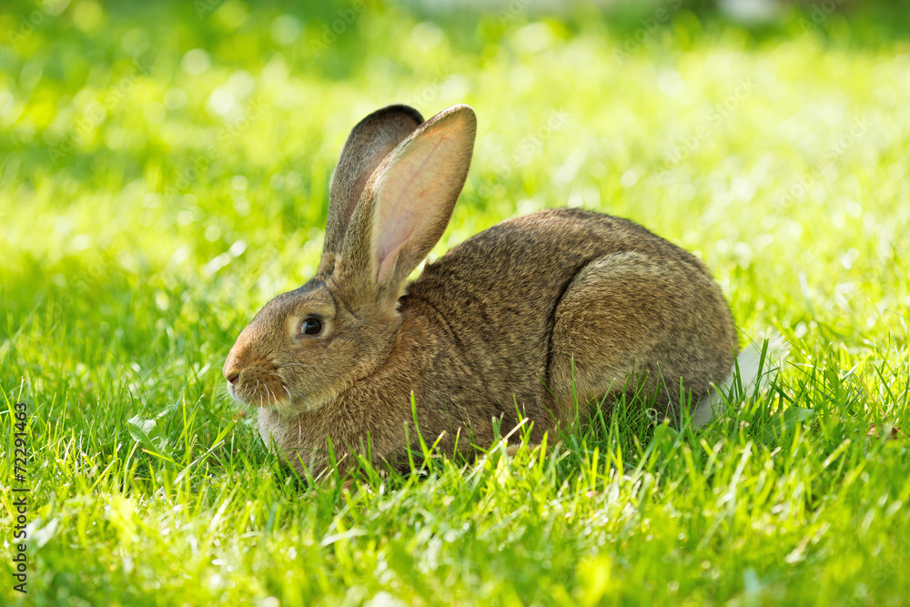 Brown rabbit sitting in grass Brown rabbit sitting in grass