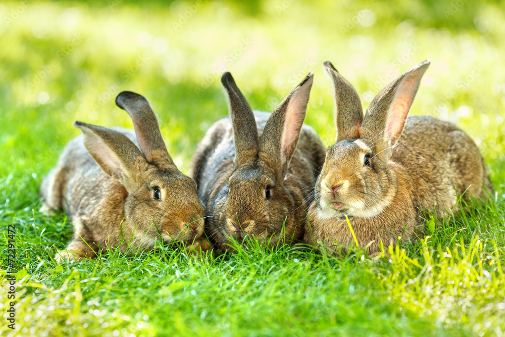 Fototapeta premium Three brown rabbits