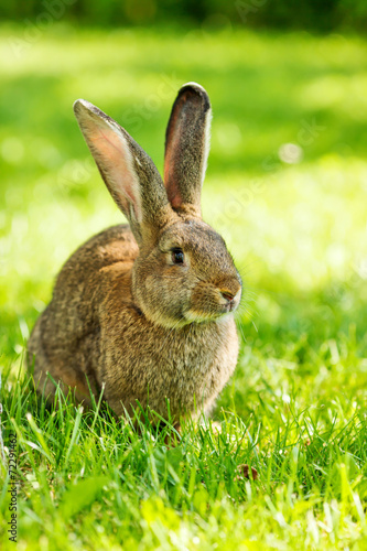 Brown rabbit sitting in grass © Szasz-Fabian Jozsef