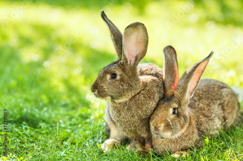 Pair of rabbits sitting in grass