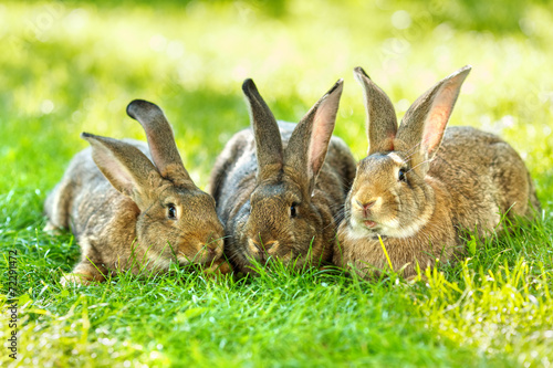 Tela Three brown rabbits