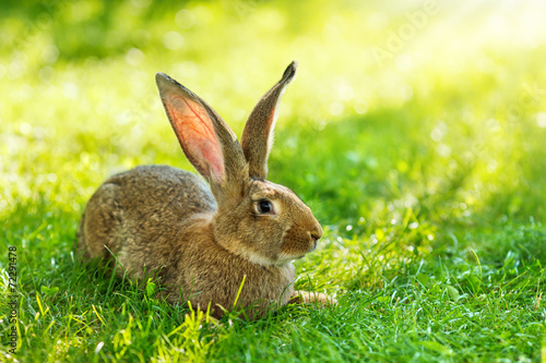 Brown rabbit sitting in grass © Szasz-Fabian Jozsef