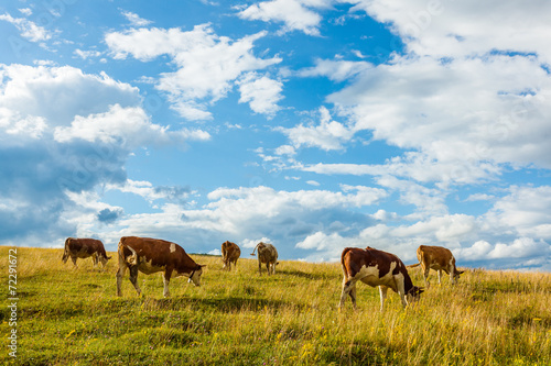 Herd of cows grazing on field © Szasz-Fabian Jozsef