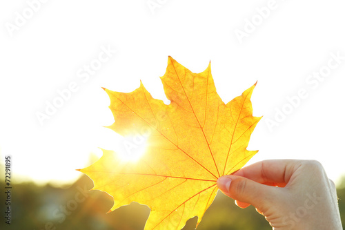Hand holding yellow maple leaf