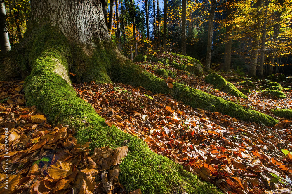 autumnal forest autumnal forest