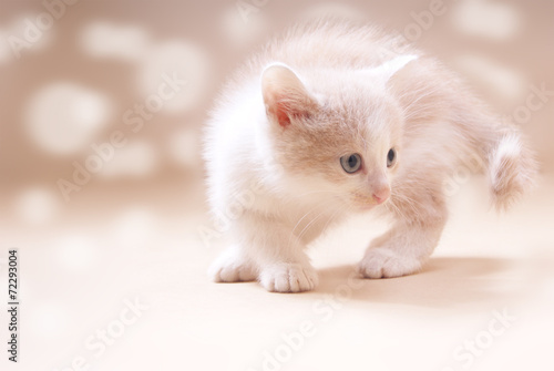 Красивый рыжий котенок © Nadezhda Guseva