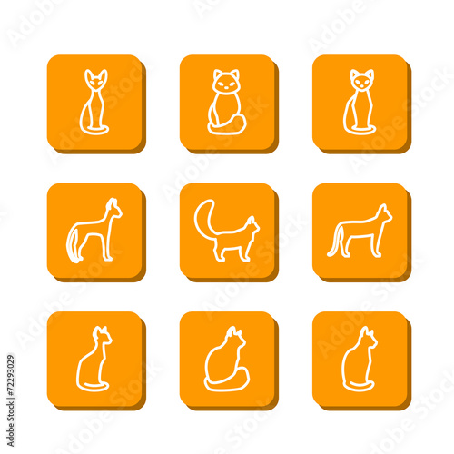 domestic cats