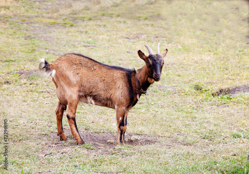 brown goat grazing on a meadow