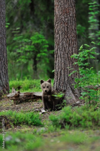 Brown bear cub sitting in the forest