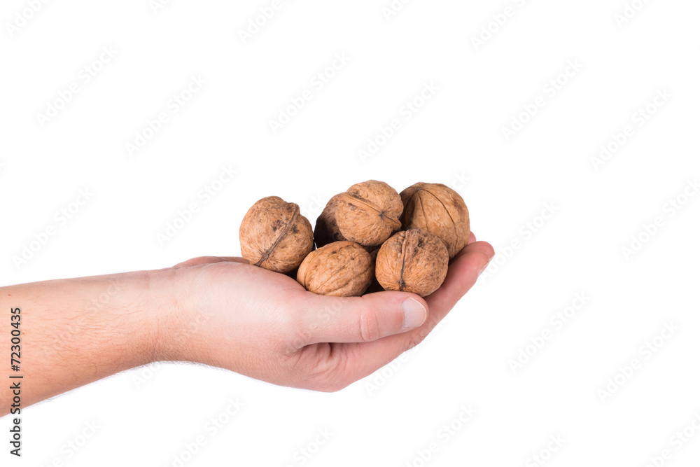 Bunch of walnuts in hands. Bunch of walnuts in hands.