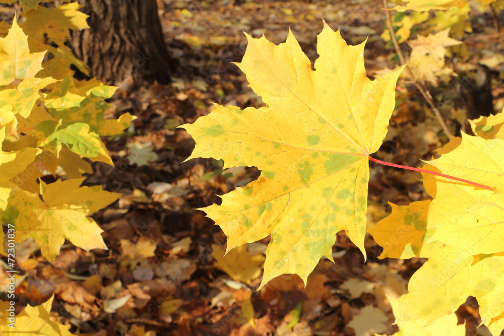 Leaf of a maple