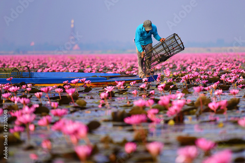 Sea of pink lotus (unseen in Thailand)